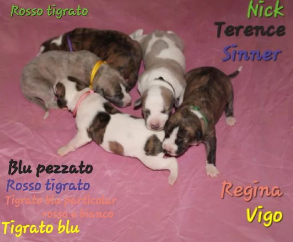 Cuccioli di levriero whippet  | Foto 3