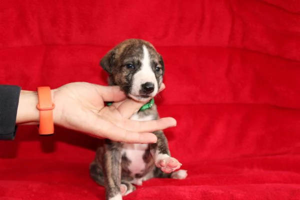 Cuccioli di levriero whippet  | Foto 2