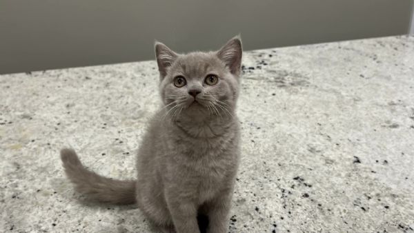 Gattini British Shorthair