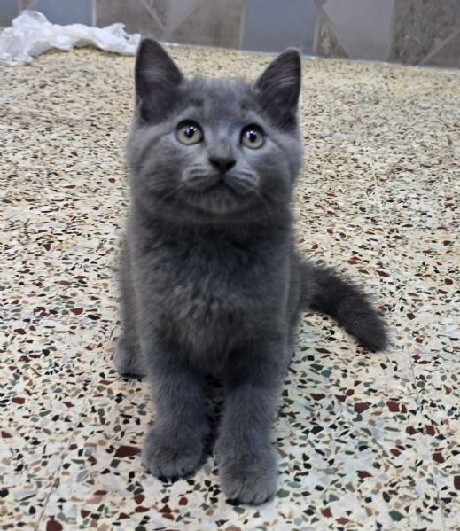 Gatti British shorthair