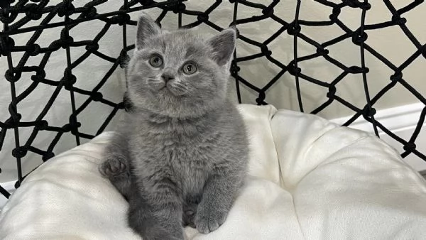 Gattini British Shorthair