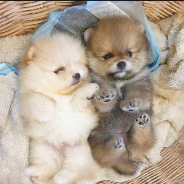 Cuccioli carini di Pomerania in vendita | Foto 0