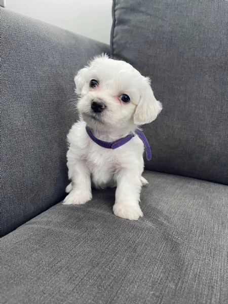 Cuccioli Maltese toy dai 3 ai 4 mesi 