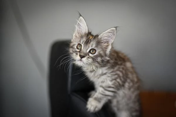 Cuccioli di Maine coon