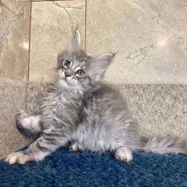 Cuccioli di Maine coon | Foto 0