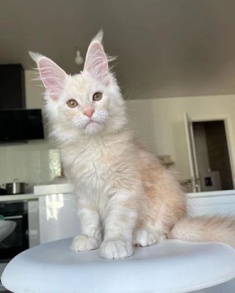 Cuccioli gatti Maine Coon