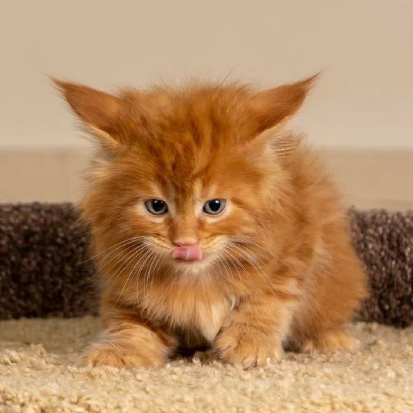 Maine Coon cuccioli pedigree