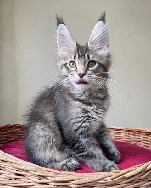 Cucciola di razza Maine Coon