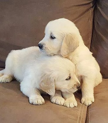 Cuccioli di golden retriever Bianchi