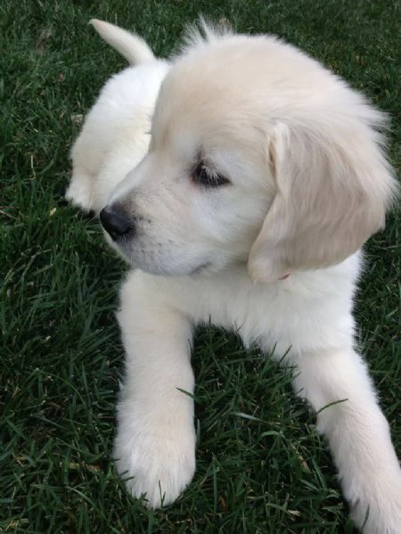 Meravigliosi cuccioli Golden Retriever