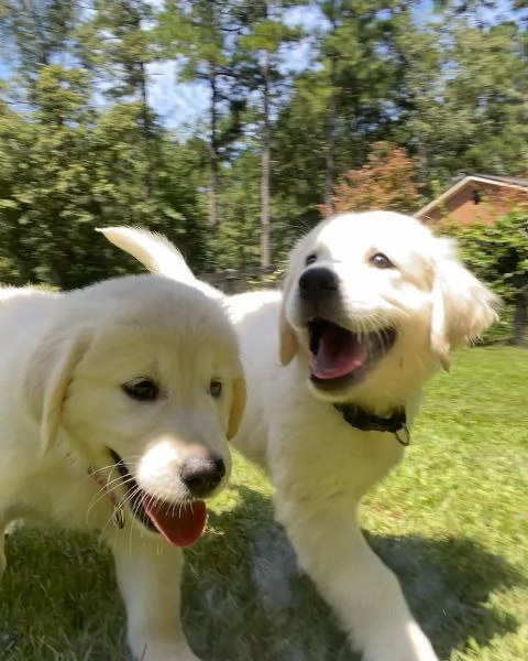 Cuccioli Golden Retriever | Foto 0