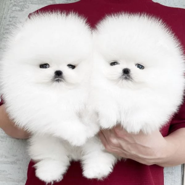 CUCCIOLI DI POMERANIA