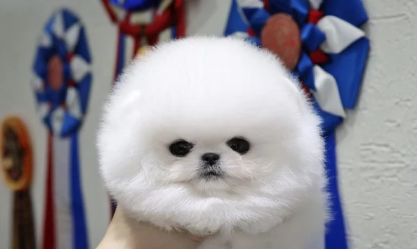 Cuccioli di Pomerania toy | Foto 0