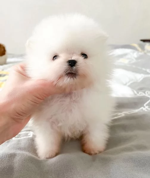 Cuccioli di Pomerania per ladozione | Foto 0