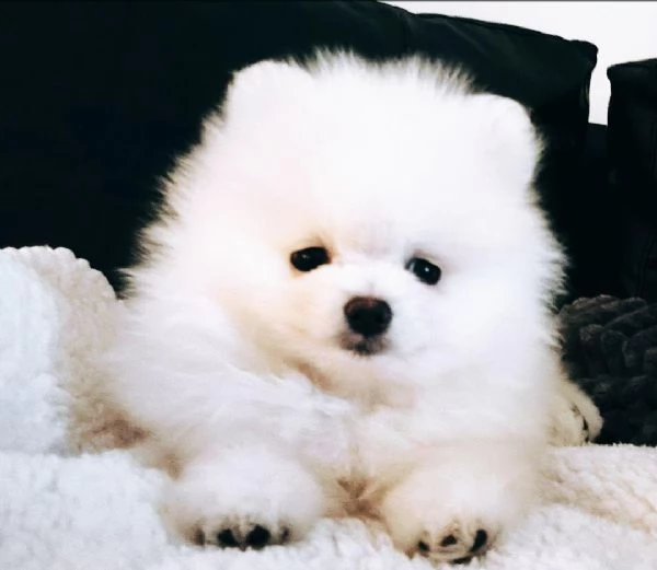 Cuccioli di Pomerania Toy in cerca di adozione | Foto 1