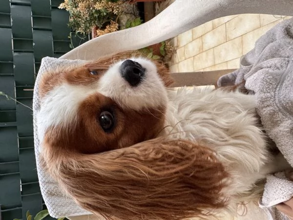 Splendidi cuccioli di cavalier king | Foto 1