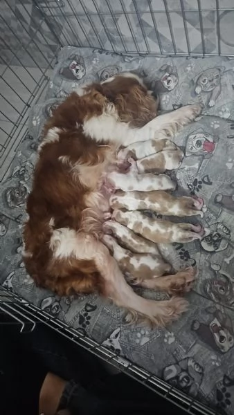 Splendidi cuccioli di cavalier king | Foto 0