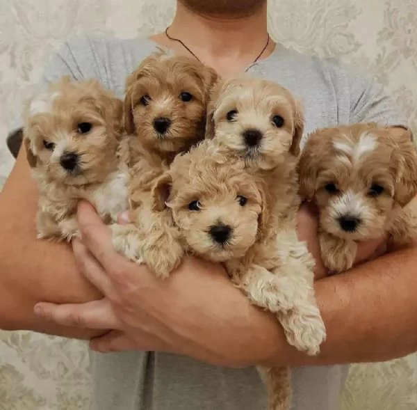 Cuccioli di Maltipoo