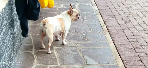 CUCCIOLA BOULDOGUE FRANCESE  | Foto 4