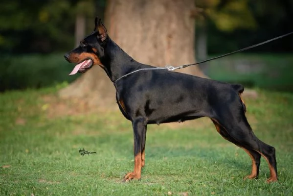 Cuccioli di Dobermann in vendita | Foto 5