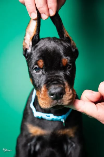 Cuccioli di Dobermann in vendita