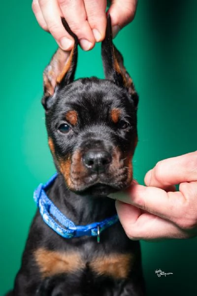 Cuccioli di Dobermann in vendita | Foto 2