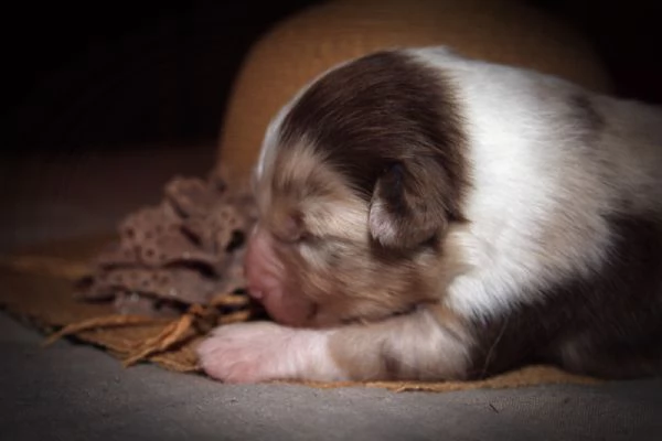 Cuccioli Australian Shepherd pastore australiano  | Foto 3