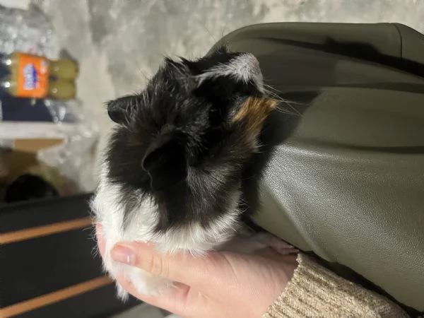 Cavia peruviana in regalo | Foto 2