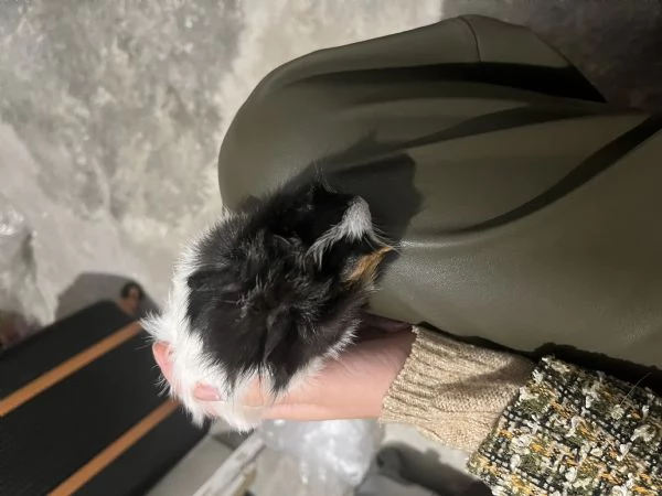 Cavia peruviana in regalo | Foto 1