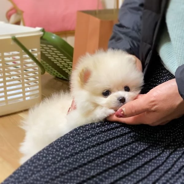 Bellissimi cuccioli di Pomerania Toy maschi e femmine in cerca di adozione | Foto 2