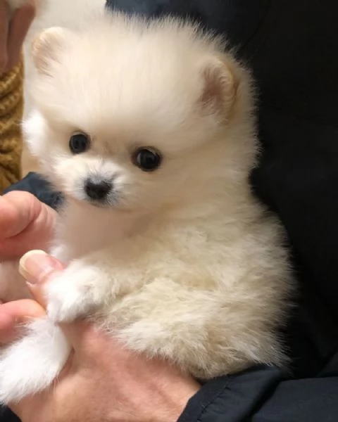 Bellissimi cuccioli di Pomerania Toy maschi e femmine in cerca di adozione | Foto 0