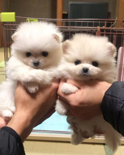 Bellissimi cuccioli di Pomerania Toy maschi e femmine in cerca di adozione