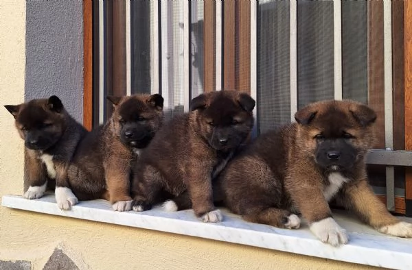 Cuccioli akita americano 