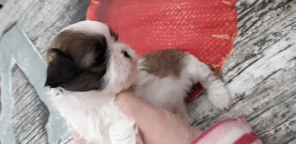 Cuccioli  shih tzu  | Foto 3