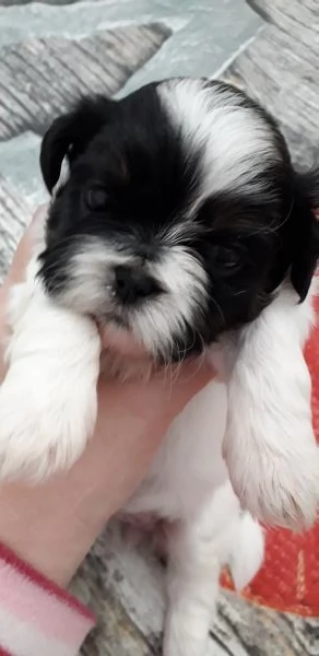 Cuccioli  shih tzu  | Foto 0