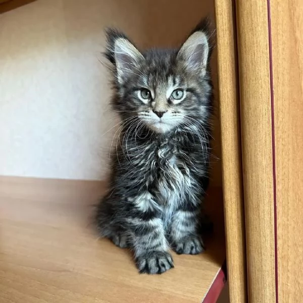 bellissimi gattini di razza pura maine coon pronti ora | Foto 6