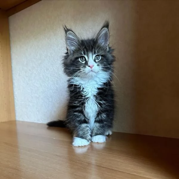 bellissimi gattini di razza pura maine coon pronti ora | Foto 5