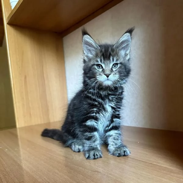 bellissimi gattini di razza pura maine coon pronti ora | Foto 4