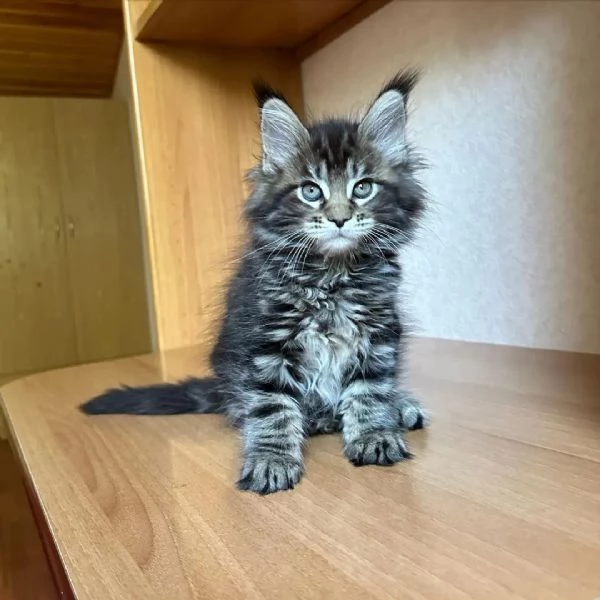 bellissimi gattini di razza pura maine coon pronti ora | Foto 2