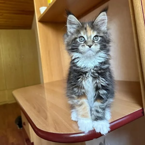 bellissimi gattini di razza pura maine coon pronti ora | Foto 0