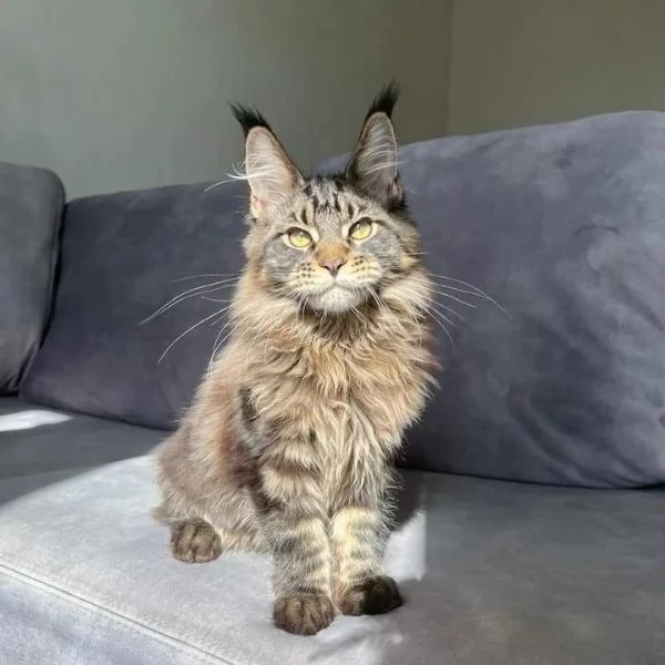 gattini di razza maine coon in vendita | Foto 5