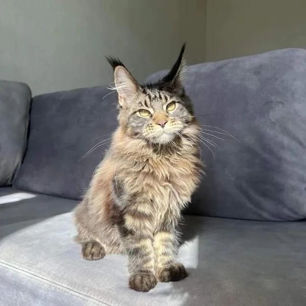 gattini di razza maine coon in vendita | Foto 3