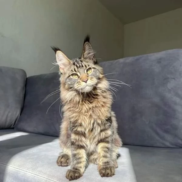 gattini di razza maine coon in vendita | Foto 1