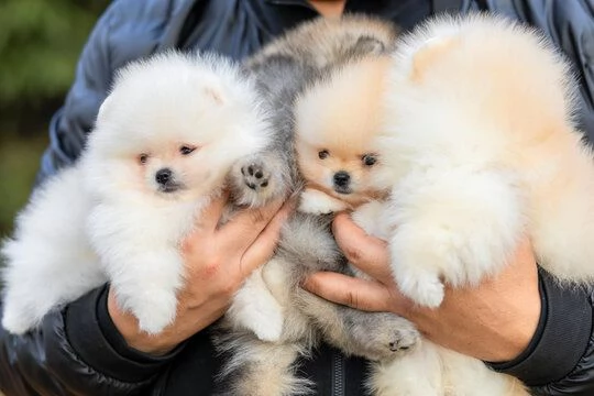 Cuccioli di pomerania registrati di qualit