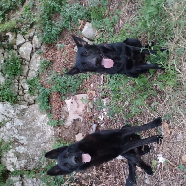 Pastori tedeschi neri e neri focati | Foto 1