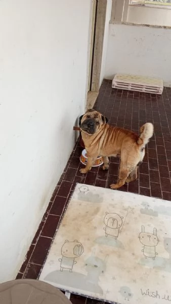 Cane sharpei 