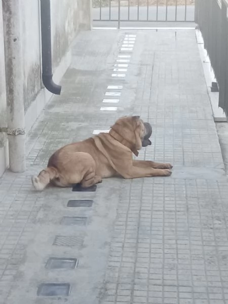 Cane sharpei  | Foto 3