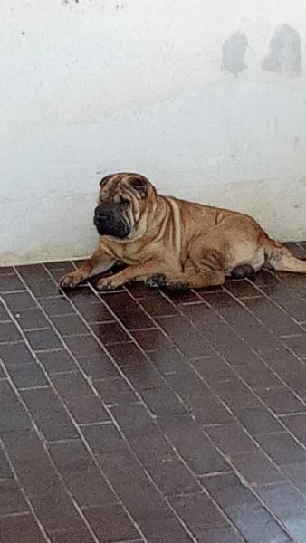 Cane sharpei  | Foto 1