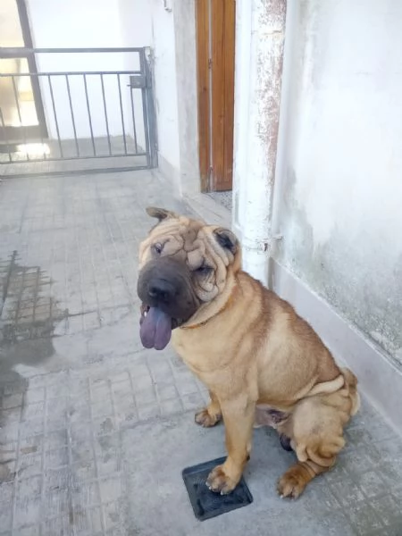 Cane sharpei  | Foto 0