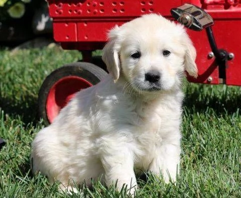 Meravigliosi cuccioli di Golden retriever